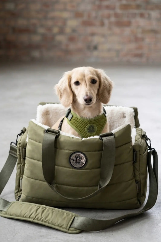 Hundetasche für Welpen – sicher und komfortabel unterwegs