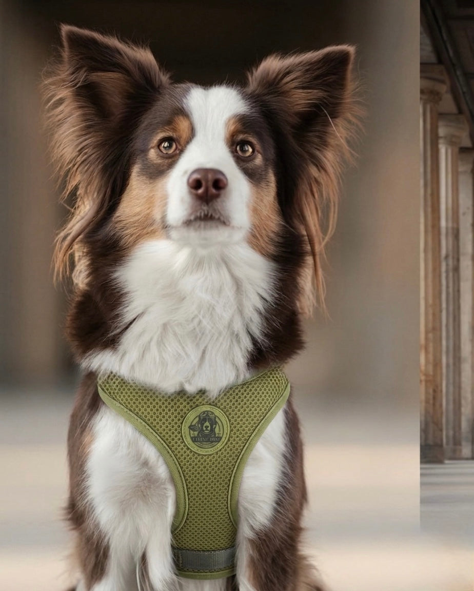 FORM Hundegeschirr