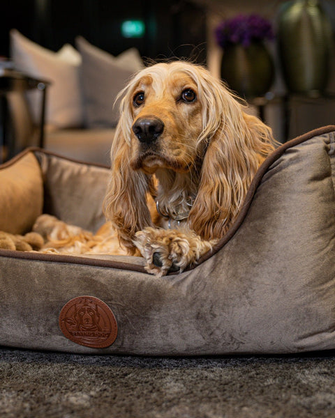 Orthopädisches Hundebett mit Design & Qualität