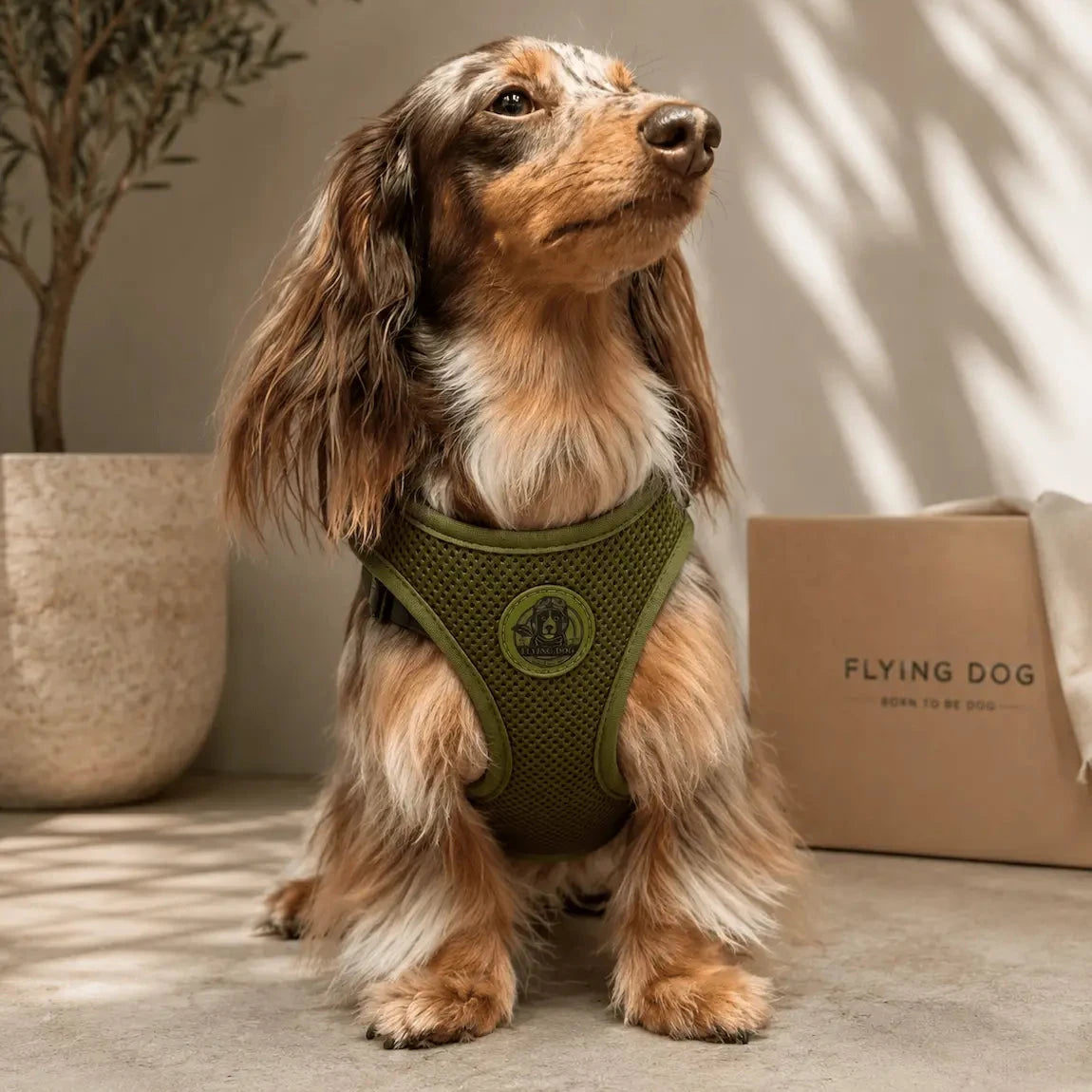 Hundegeschirr Form Flying Dog 