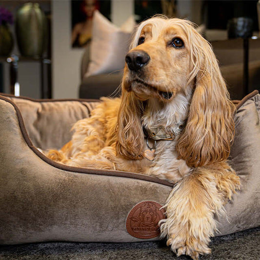 Ergonomisches Henri Hundebett, fördert Gesundheit und Wohlbefinden Ihres Hundes