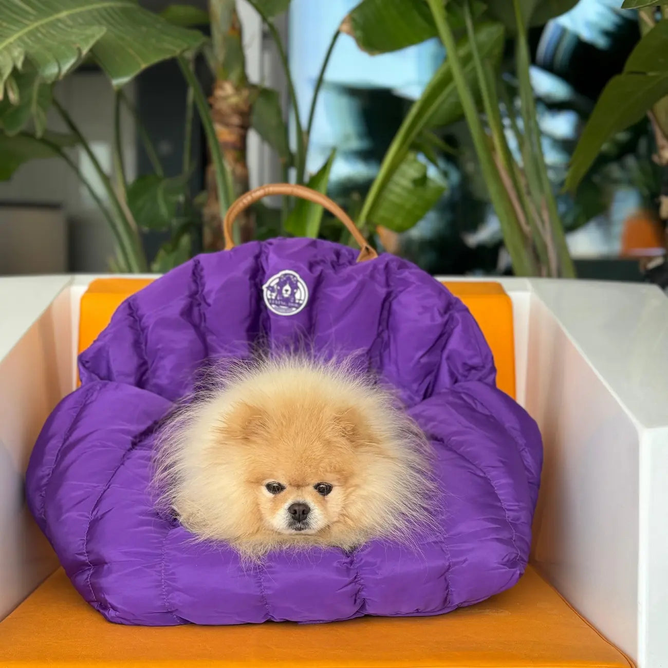 Hundetragetasche JolieHundetasche